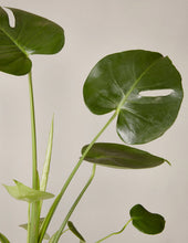 Load image into Gallery viewer, Monstera Deliciosa