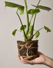 Load image into Gallery viewer, Monstera Deliciosa