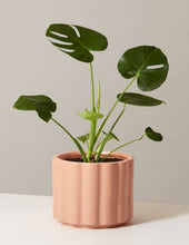 Load image into Gallery viewer, Monstera Deliciosa