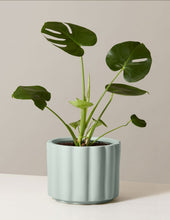 Load image into Gallery viewer, Monstera Deliciosa