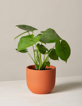 Load image into Gallery viewer, Monstera Deliciosa