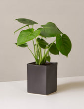 Load image into Gallery viewer, Monstera Deliciosa