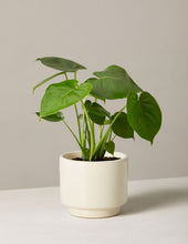 Load image into Gallery viewer, Monstera Deliciosa