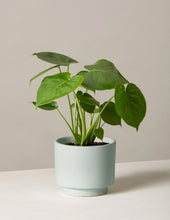 Load image into Gallery viewer, Monstera Deliciosa