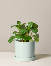 Load image into Gallery viewer, Peperomia Obtusifolia