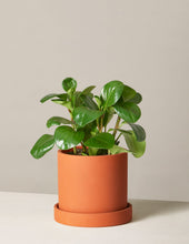 Load image into Gallery viewer, Peperomia Obtusifolia