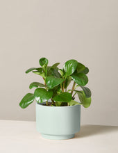 Load image into Gallery viewer, Peperomia Obtusifolia