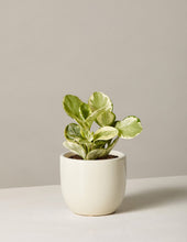 Load image into Gallery viewer, Peperomia Marble
