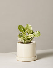 Load image into Gallery viewer, Peperomia Marble
