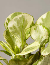 Load image into Gallery viewer, Peperomia Marble