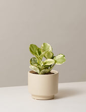 Load image into Gallery viewer, Peperomia Marble