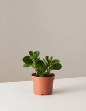 Load image into Gallery viewer, Peperomia Obtusifolia