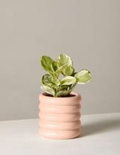 Load image into Gallery viewer, Peperomia Marble