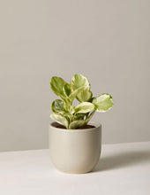 Load image into Gallery viewer, Peperomia Marble