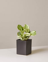 Load image into Gallery viewer, Peperomia Marble