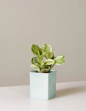 Load image into Gallery viewer, Peperomia Marble