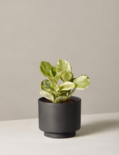 Load image into Gallery viewer, Peperomia Marble