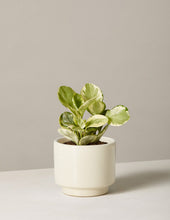 Load image into Gallery viewer, Peperomia Marble