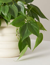 Load image into Gallery viewer, Philodendron Green