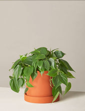 Load image into Gallery viewer, Philodendron Green
