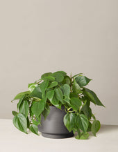Load image into Gallery viewer, Philodendron Green