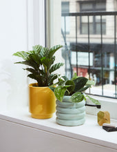 Load image into Gallery viewer, Silver Philodendron