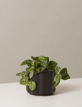 Load image into Gallery viewer, Silver Philodendron