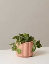 Load image into Gallery viewer, Silver Philodendron