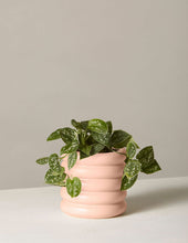 Load image into Gallery viewer, Silver Philodendron
