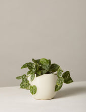 Load image into Gallery viewer, Silver Philodendron