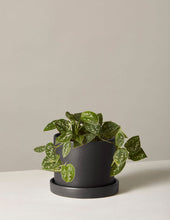 Load image into Gallery viewer, Silver Philodendron