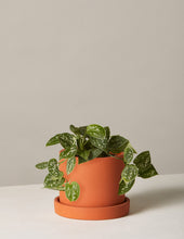 Load image into Gallery viewer, Silver Philodendron