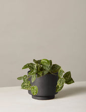 Load image into Gallery viewer, Silver Philodendron