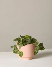 Load image into Gallery viewer, Silver Philodendron