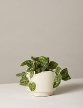 Load image into Gallery viewer, Silver Philodendron