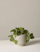Load image into Gallery viewer, Silver Philodendron
