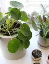 Load image into Gallery viewer, Pilea Peperomioides