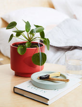 Load image into Gallery viewer, Pilea Peperomioides