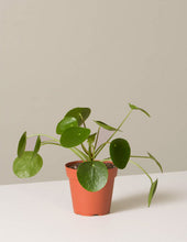Load image into Gallery viewer, Pilea Peperomioides