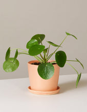 Load image into Gallery viewer, Pilea Peperomioides