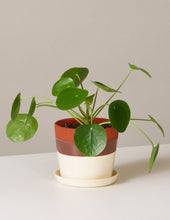 Load image into Gallery viewer, Pilea Peperomioides