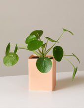 Load image into Gallery viewer, Pilea Peperomioides
