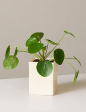 Load image into Gallery viewer, Pilea Peperomioides