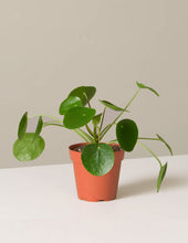 Load image into Gallery viewer, Pilea Peperomioides