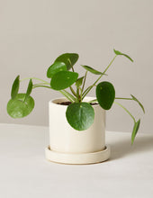 Load image into Gallery viewer, Pilea Peperomioides
