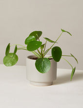 Load image into Gallery viewer, Pilea Peperomioides