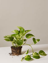 Load image into Gallery viewer, Marble Queen Pothos