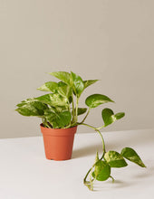 Load image into Gallery viewer, Marble Queen Pothos