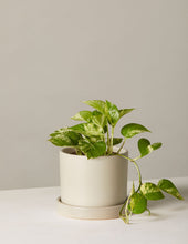 Load image into Gallery viewer, Marble Queen Pothos