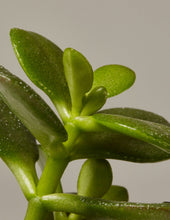 Load image into Gallery viewer, Potted Succulent Assortment